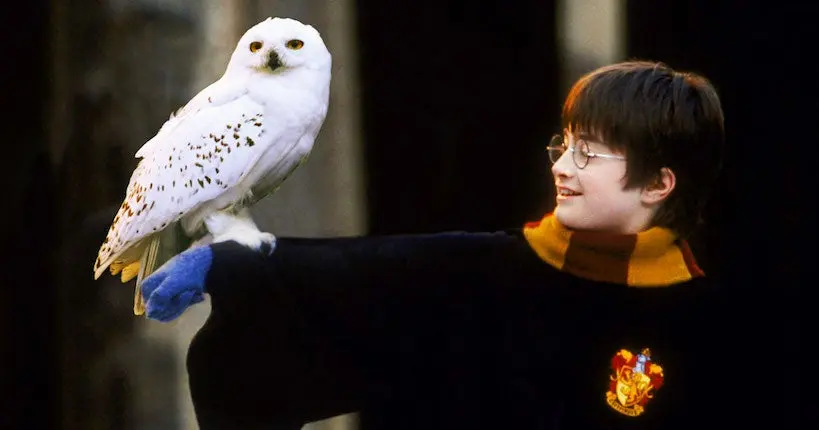 En Indonésie, des fans d’Harry Potter mettent les chouettes en danger de disparition