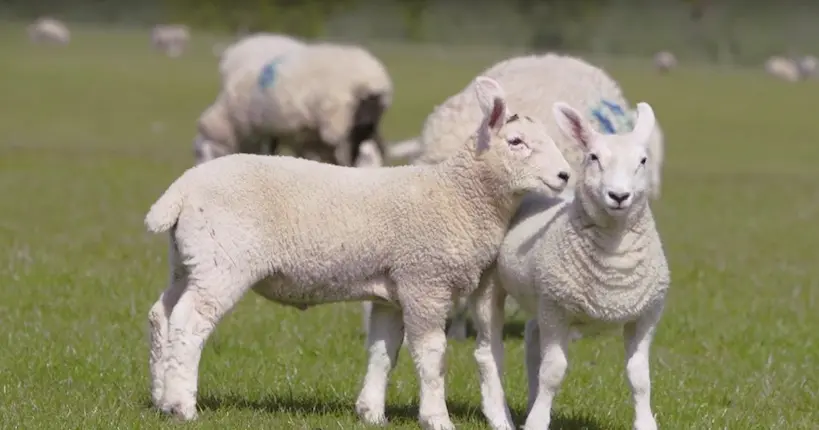 Vous êtes insomniaque ? Baa Baa Land est le film qu’il vous faut