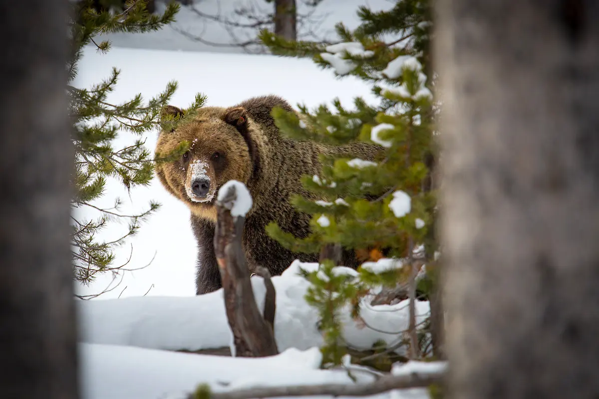 La Colombie-Britannique met un frein à l’atrocité de la chasse au grizzli