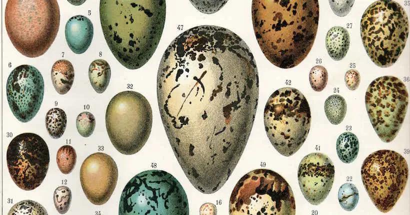 On sait enfin pourquoi les œufs sont petits, grands, gros, pointus, longs ou ronds