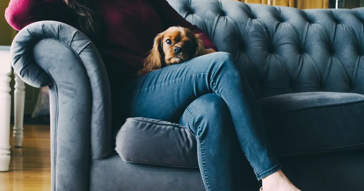 Les millennials seraient prêts à acheter une maison… pour avoir un chien