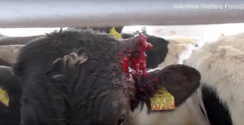 Vidéo : des ONG dénoncent les conditions de transport du bétail en mer Méditerranée