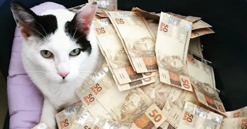Cashcats, les chats les plus bling-bling d’Instagram