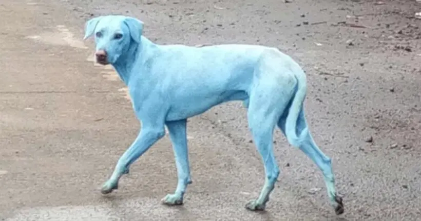 En Inde, des chiens sont devenus bleus à cause de la pollution industrielle