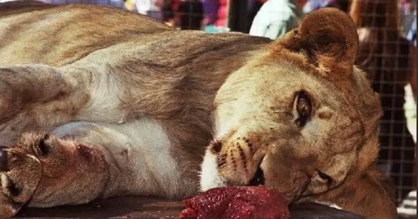 Buenos Aires abrite le pire zoo du monde : les animaux seraient drogués, anxieux et enchaînés