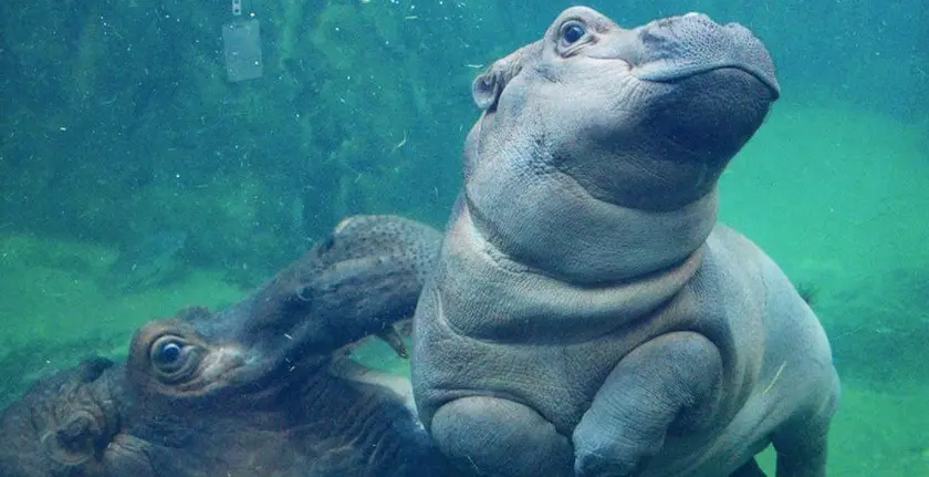 Fiona, le petit hippopotame prématuré, va avoir droit à son show sur Internet