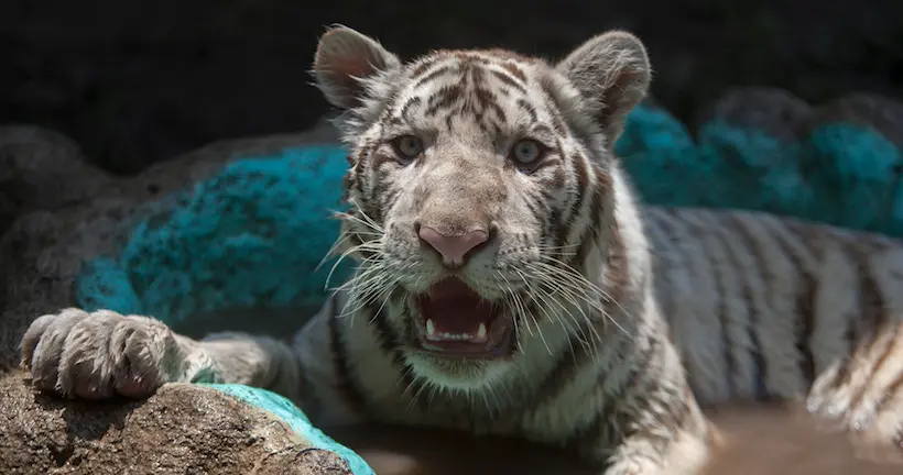 Au Mexique, un tigre a été baptisé “Gignac” en l’honneur de l’attaquant français