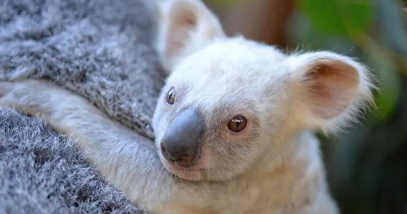 Naissance rare d’un petit koala blanc en Australie (et vous pouvez même lui donner un nom)
