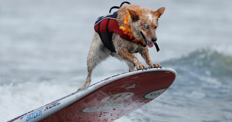 En images : le championnat du monde de surf pour chiens en Californie