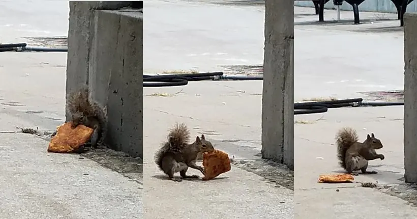 Ce petit écureuil est comme nous tous, il aime la pizza
