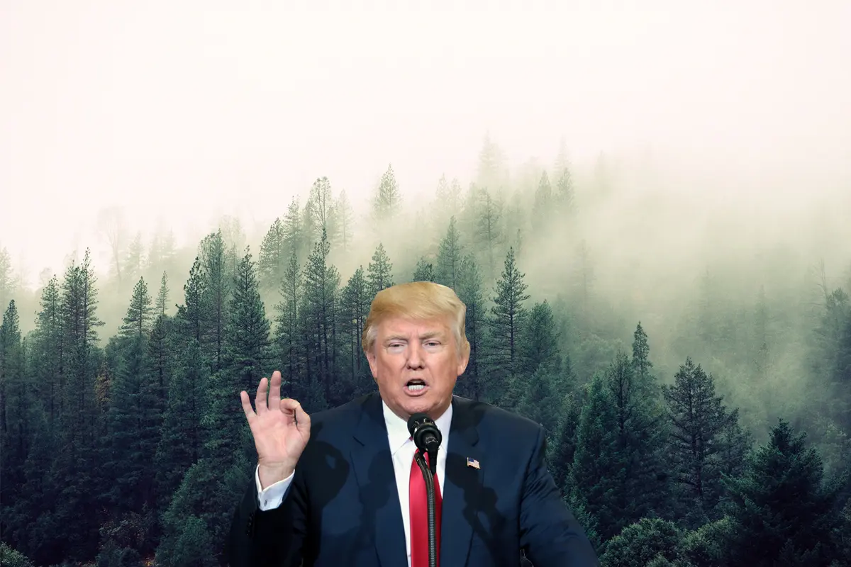 Des activistes plantent une forêt au nom de Trump pour dénoncer sa politique anticlimat
