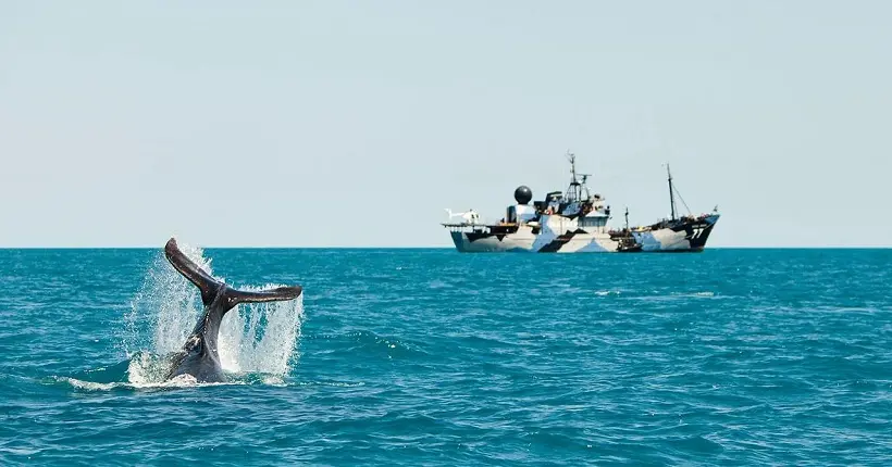 Face à l’arsenal maritime japonais, Sea Shepherd renonce à traquer les baleiniers dans les mers du Sud