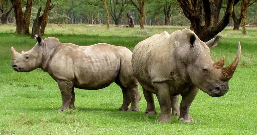Un braconnier de rhinocéros condamné à 20 ans de prison en Afrique du Sud