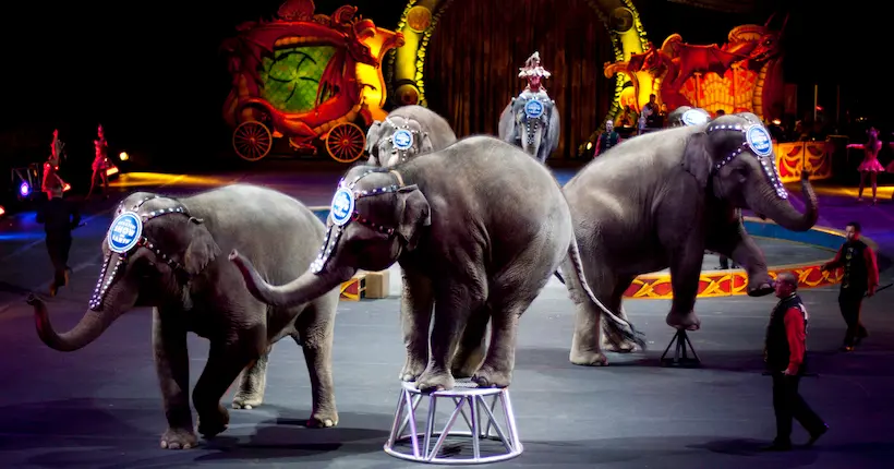 Des cirques interpellent le gouvernement sur la possible interdiction des spectacles avec des animaux