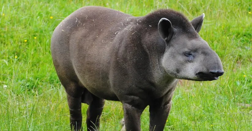 Face aux pénuries, des Vénézuéliens se seraient mis à tuer les animaux d’un zoo pour les manger