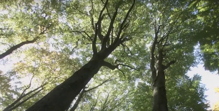Le documentaire L’Intelligence des arbres dévoile les secrets de la forêt