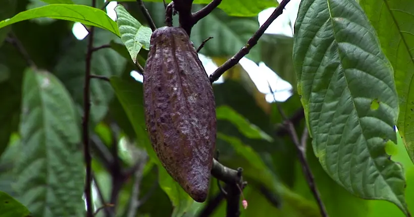 La production illégale de cacao détruit la forêt tropicale en Côte d’Ivoire