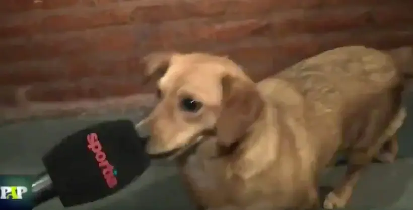 Vidéo : en Argentine, un chien entré sur le terrain est interviewé par la télé à la fin du match