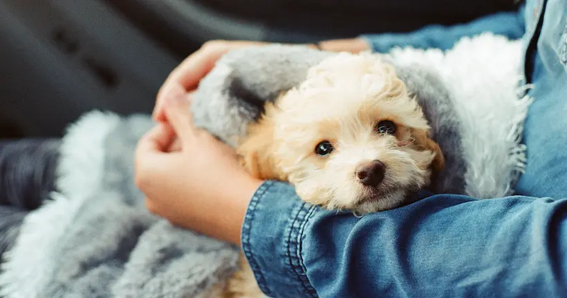 La mairie de New York veut calmer le stress des écoliers grâce à des chiens