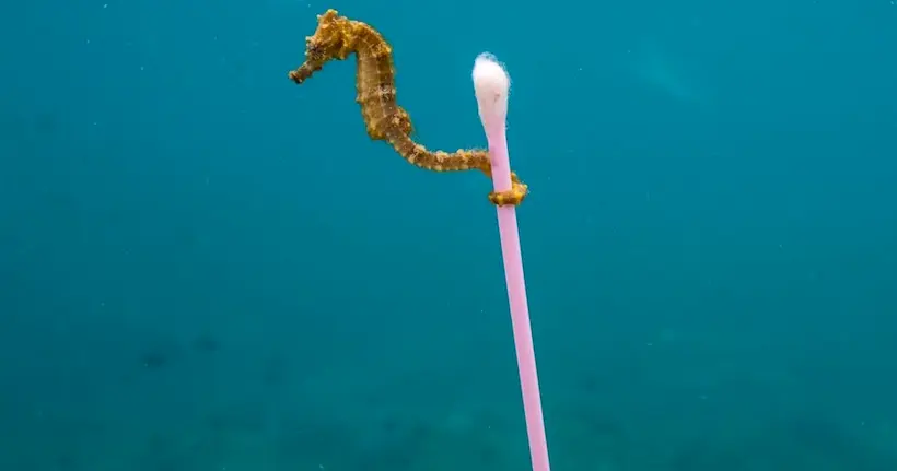 En une image saisissante, Justin Hofman dénonce la pollution des océans