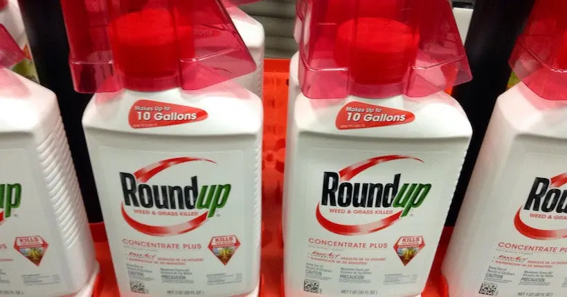 Glyphosate : une agence de sécurité alimentaire accusée d’avoir copié-collé un rapport de Monsanto 