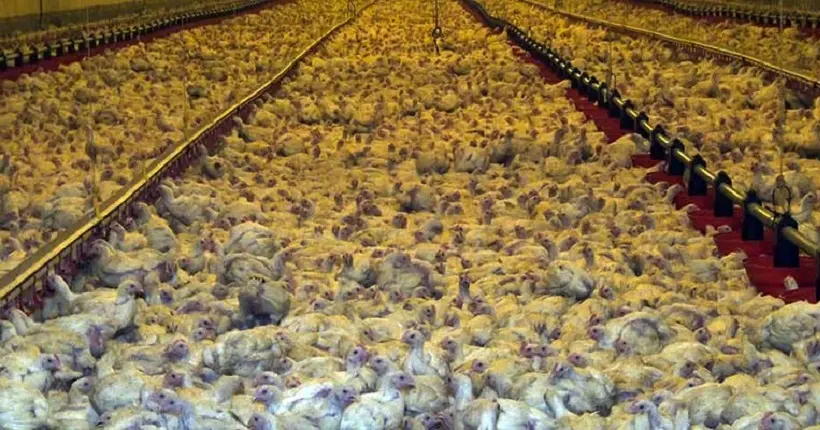 Vidéo : L214 a filmé étape par étape un élevage à croissance rapide de poulets français