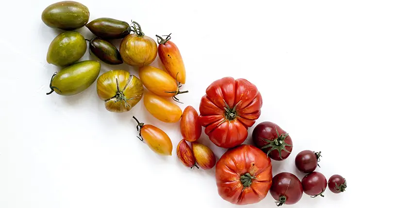 Faut-il conserver vos tomates au frigo ?