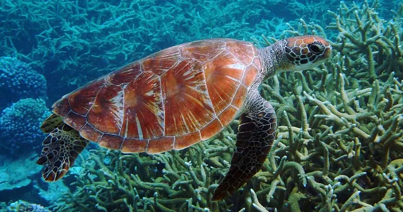 Les tortues de mer vont (un peu) mieux grâce aux mesures de conservation