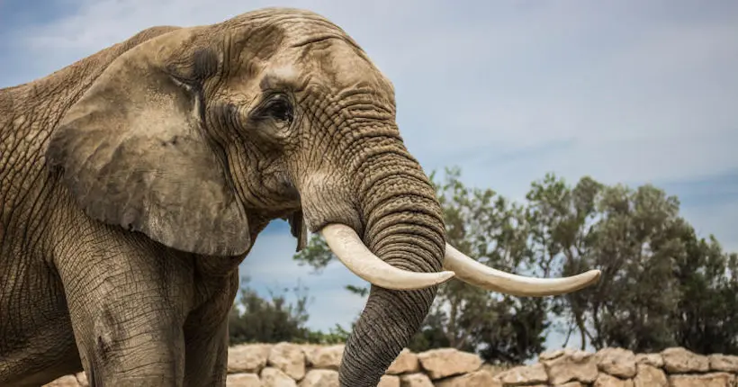 Pour mettre fin au braconnage, le Royaume-Uni a décidé d’interdire la vente de l’ivoire