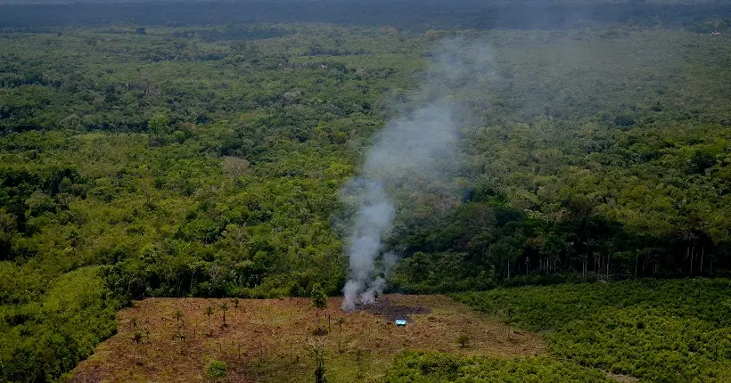 Les forêts tropicales rejettent désormais plus de CO2 qu’elles n’en absorbent