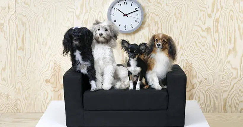 Ikea lance sa première gamme de meubles pour animaux de compagnie