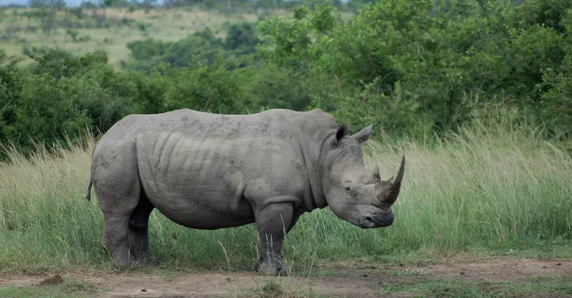 En Namibie, un rhinocéros a réussi à blesser un braconnier présumé