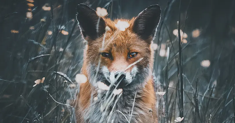 Alexis Rateau livre une ode à la faune indomptable à travers ses photos