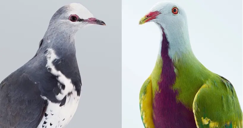 Les portraits animaliers de Leila Jeffreys nous réconcilient avec les pigeons