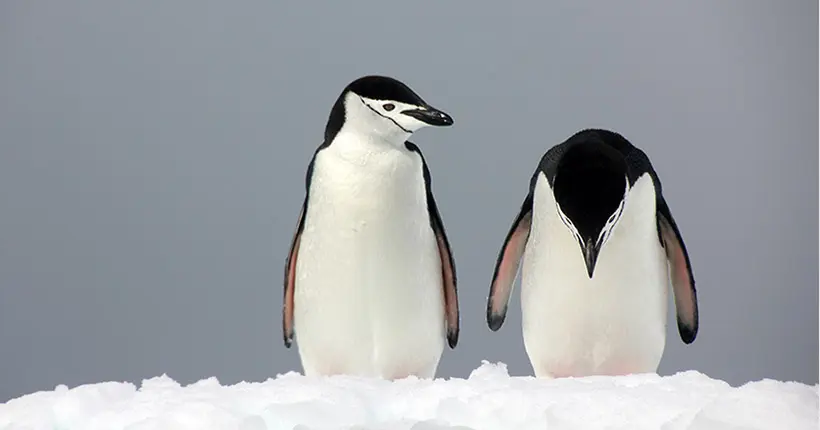 La lose : le projet de sanctuaire marin en Antarctique ne verra pas le jour