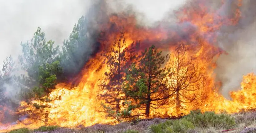 La déforestation mondiale a augmenté de plus de 50 % en 2016