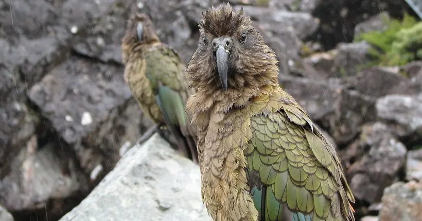 Vidéo : découvrez le kéa, l’extravagant perroquet élu oiseau de l’année en Nouvelle-Zélande