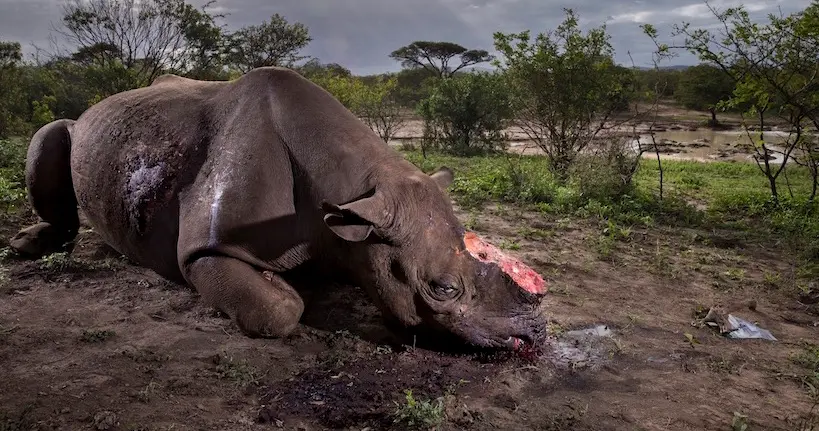 L’image d’un rhinocéros tué par des braconniers remporte le prix Wildlife Photographer of the Year 2017
