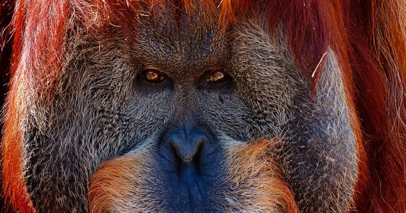 Une nouvelle espèce d’orang-outan vient d’être découverte en Indonésie