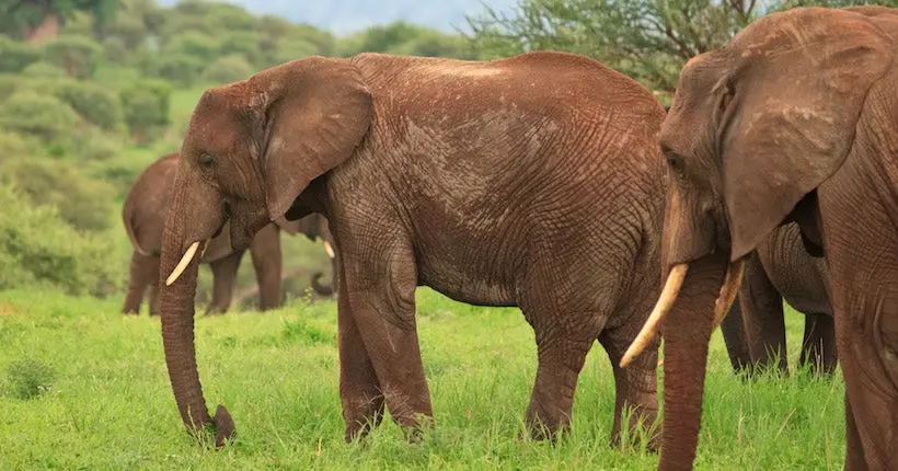 Trump recule sur son autorisation d’importer des trophées de chasse d’éléphants