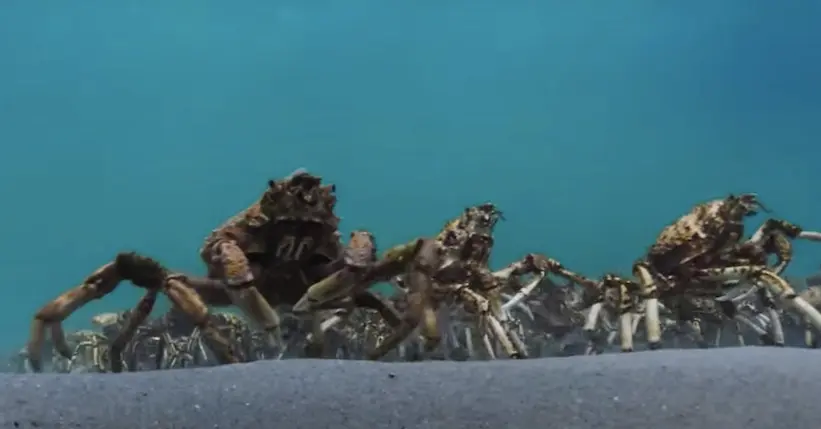 Vidéo : cette armée d’araignées de mer dans Blue Planet II va vous donner des frissons