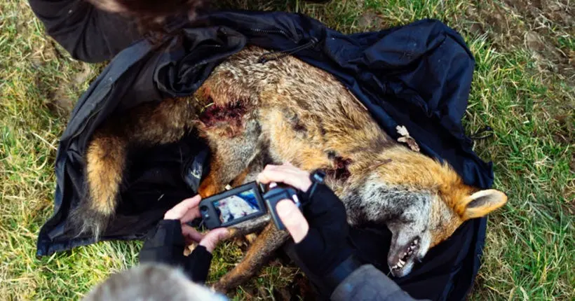 En Angleterre, des “saboteurs” masqués en guerre contre les acharnés de la chasse à courre