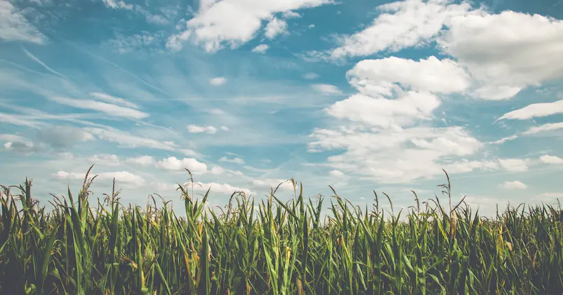 Connaissez-vous le glyphosate, le pesticide qui envahit nos assiettes ?