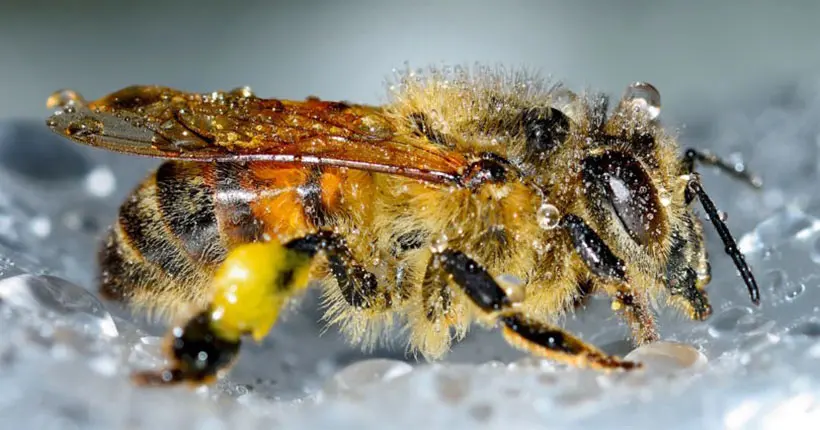 Le Royaume-Uni souhaite interdire tous les pesticides tueurs d’abeilles