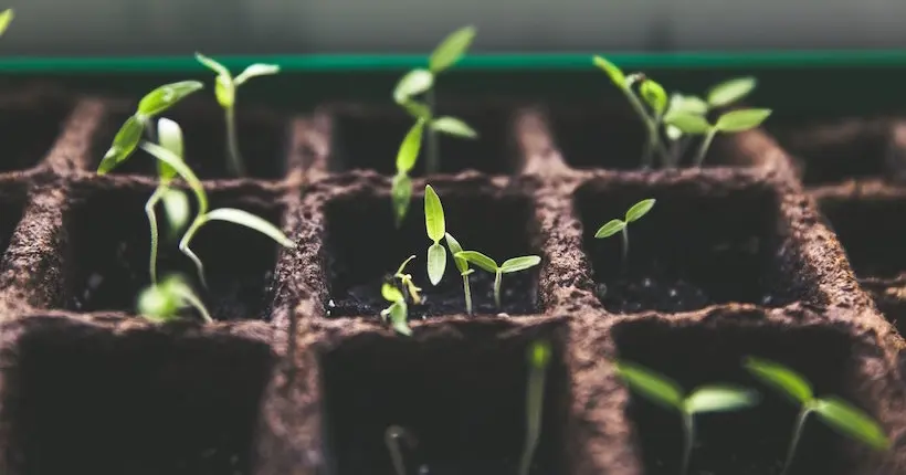 Quand un agriculteur sauve ses plantes d’un virus mortel grâce… à la musique