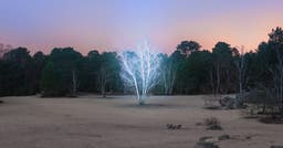 Durant ses escapades nocturnes, Alexis Pichot illumine la forêt de Fontainebleau