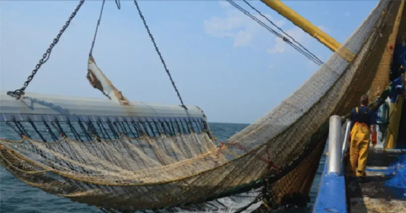 L’Europe ouvre la voie à la pêche électrique, le “Roundup des océans” selon des ONG