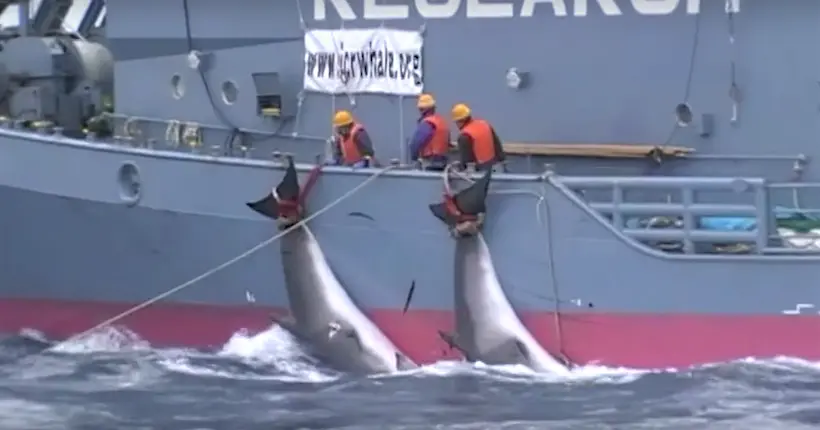 Chasse à la baleine : Sea Shepherd publie des images censurées pendant 10 ans