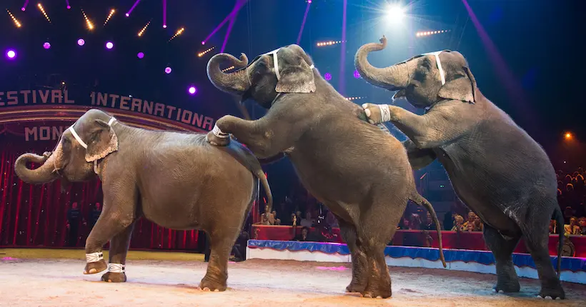 La ville de Rennes ne veut plus de cirques avec des animaux sauvages