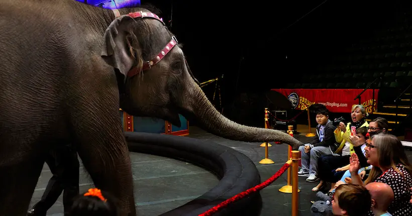 La ville de Paris dit enfin non aux cirques avec des animaux sauvages